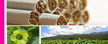 Tabaco