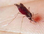 'Enfermedades Infecciosas Emergentes'