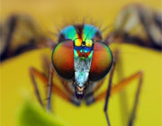dengue