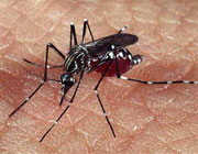 Preparan proyecto para entender mecanismos de transmisión del dengue