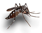 Proyecto biotecnológico contra dengue