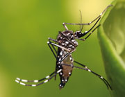 mosquito dengue
