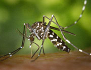 aedes albopictus