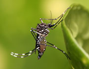 mosquito Aedes aegypti
