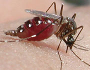 dengue