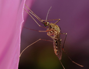 mosquito dengue