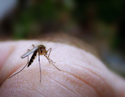 mosquito