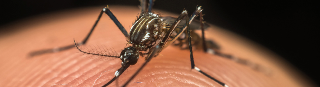 191030 interna dengue